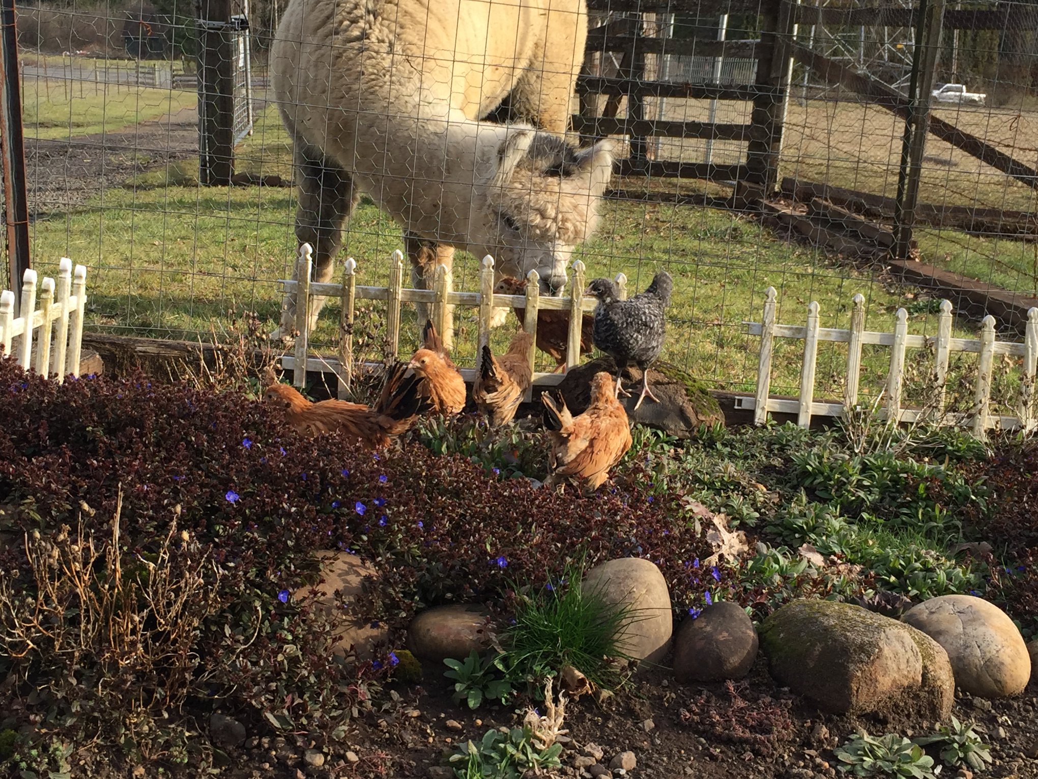 Alpaca with chickens on the farm